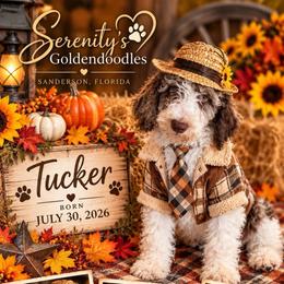 Tucker - Chocolate male Goldendoodle puppy in Sanderson, Florida from Serenity Goldendoodles