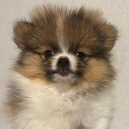 Seidy - Orange parti female Pomeranian puppy in Eastover, North Carolina from Tea-Cake Pomeranians of The Carolinas