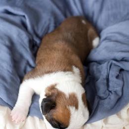 Boxer Puppies from Hawk Creek Boxers