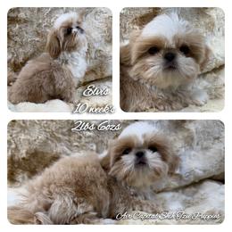 Elvis - Cream and white male Shih Tzu puppy in Maize, Kansas from Air Capital Shih Tzu Puppies
