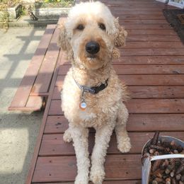 Ollie - Goldendoodle