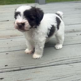 Dolly - Parti female Miniature Schnauzer puppy in Salisbury, North Carolina from Truffle Tail Schnauzers