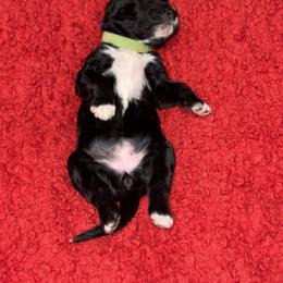 Sheepadoodle Puppies from Mojave Premier Kennels