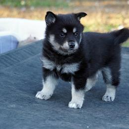 Pomsky, Rottweiler, Shetland Sheepdog, and Toy Shetland Sheepdog Puppies from Mountain High Kennels