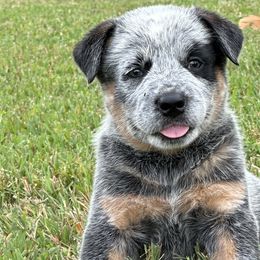 Blue Collar - Australian Cattle Dog puppy from Back Road Dog Company, LLC