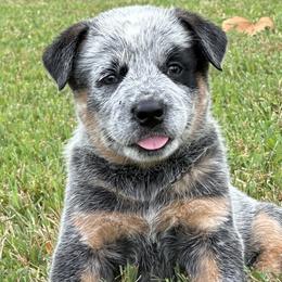 Blue Collar - Australian Cattle Dog puppy from Back Road Dog Company, LLC
