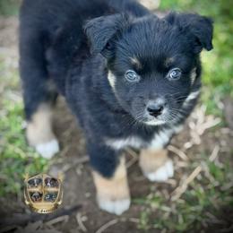 Skittles - Black tri female Miniature Australian Shepherd puppy in El Dorado Springs, Missouri from HP Aussie Kennels