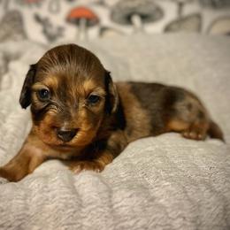 Green - Dapple male Dachshund puppy in North Port, Florida from Jessica Louise Dachshunds