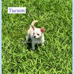 Tucson - Cream and white male Chihuahua puppy in Anderson, South Carolina from Lil Treasures Chihuahuas