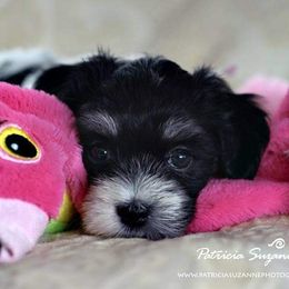 Havanese Puppies from Willow Springs Havanese