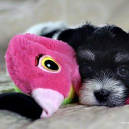 Havanese Puppies from Willow Springs Havanese