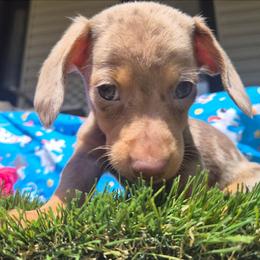 Ash - Dapple male Dachshund puppy in Birmingham, Alabama from Mini Doxies Love