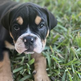 Sampson - Olde English Bulldogge puppy in New Smyrna Beach, Florida from Boomers Bullies