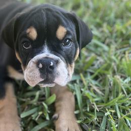 Sampson - Olde English Bulldogge puppy in New Smyrna Beach, Florida from Boomers Bullies