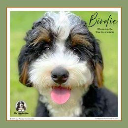 Aussiedoodle and Bernedoodle Puppies from Our Appalachian Doodles