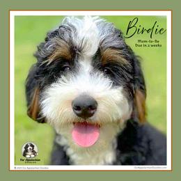 Aussiedoodle and Bernedoodle Puppies from Our Appalachian Doodles