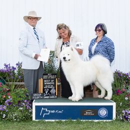 Samoyed All Grown Up from Cirque D' Samz