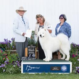 Samoyed All Grown Up from Cirque D' Samz