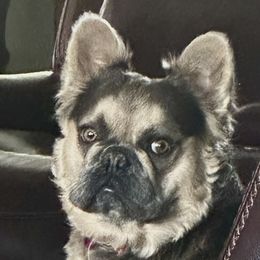 Lexi - French Bulldog