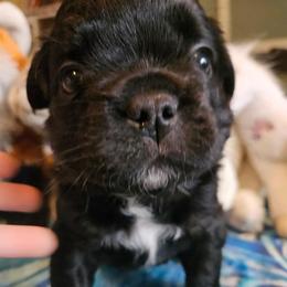 Clair de lune - Black and white female French Bulldog puppy in Bend, Oregon from High Lakes Frenchies