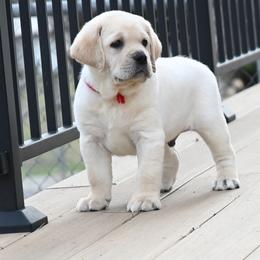 MR. RED BonBon-Blue TBD - Yellow male Labrador Retriever puppy in Pasco, Washington from ROCK CREEK LABRADORS