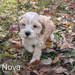 Nova Lee - Cream female Cockapoo puppy in Sunset, Louisiana from Cano Cockapoos