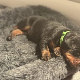 Green Collar Male - Black and rust male Doberman Pinscher puppy in Fostoria, Michigan from Jensen Dobermans and Dachshunds