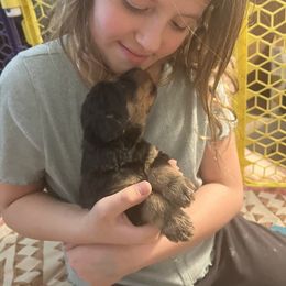 Airedale Terrier Puppies from Beitzel Airedales
