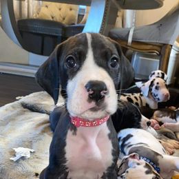 Great Dane Puppies from Galactic Danes