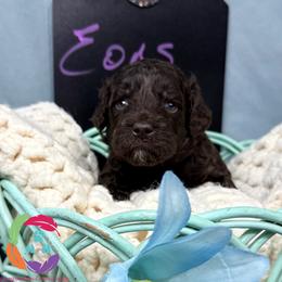 Eons - Chocolate female Labradoodle puppy in Bowman, Georgia from Companion Creek Farm