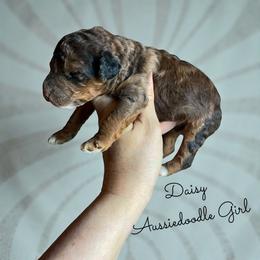 Daisy Duck - Red merle female Aussiedoodle puppy in Grove, Oklahoma from Guinn Family Farms