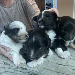 Shetland Sheepdog puppies from Kochar Shelties