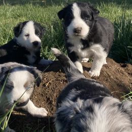 Australian Shepherds and Miniature Australian Shepherds from Seven K Ranch
