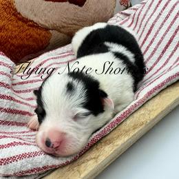 AKC mismark Willow - Black and tan female Pembroke Welsh Corgi puppy in Casper, Wyoming from Flying Note Shorties