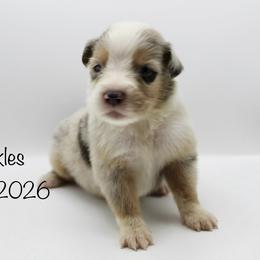 Boy 1 (Freckles) - Blue merle male Australian Shepherd puppy in Brooker, Florida from 🐾 The Great Bambino SunState Aussies!