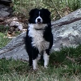 Miniature Australian Shepherds from K&L Aussies