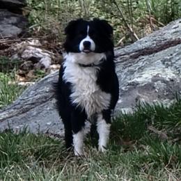 Miniature Australian Shepherds from K&L Aussies