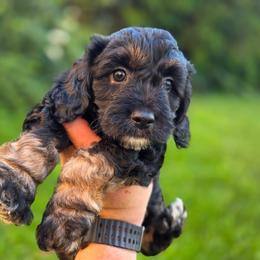 TIramisu - Black male Cavapoo puppy in Lewisburg, Pennsylvania from Jessie's Puppies