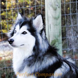 Maggie - Pomsky