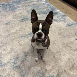 Boston Terrier Puppies from Boston Kup Breeders