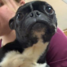 Blackie - Boston Terrier