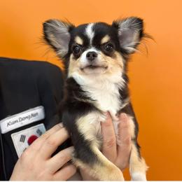 Karina - Chihuahua