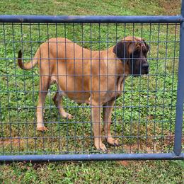 Reba - Mastiff