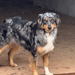 Piper - Australian Shepherd