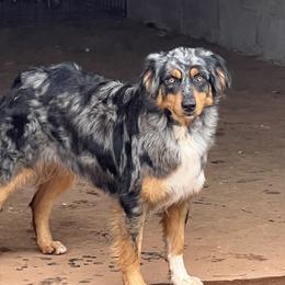 Piper - Australian Shepherd