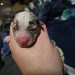 Cosmopolitan - Blue merle female Miniature American Shepherd puppy in New Providence, Pennsylvania from Tons of Kisses