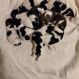 English Springer Spaniel Puppies from Blue River Kennel