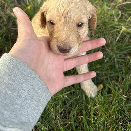 Labradoodle Puppies from Jazzy's Doodles