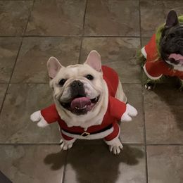 French Bulldog Puppies from Lola’s Frenchies