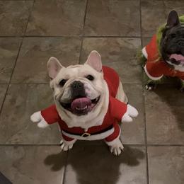French Bulldog Puppies from Lola’s Frenchies
